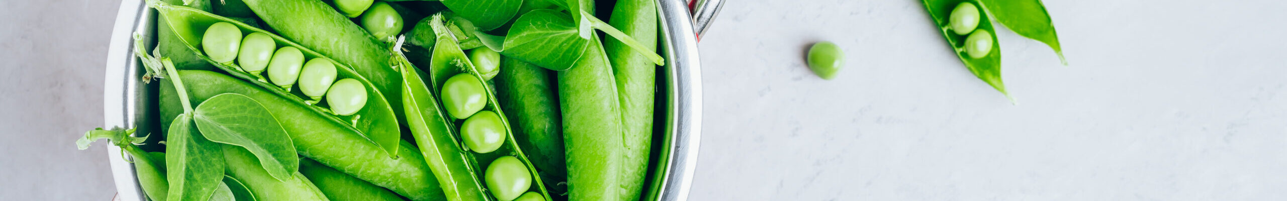 Organic Fresh Raw Green Peas in a colander on gray stone background, top view
