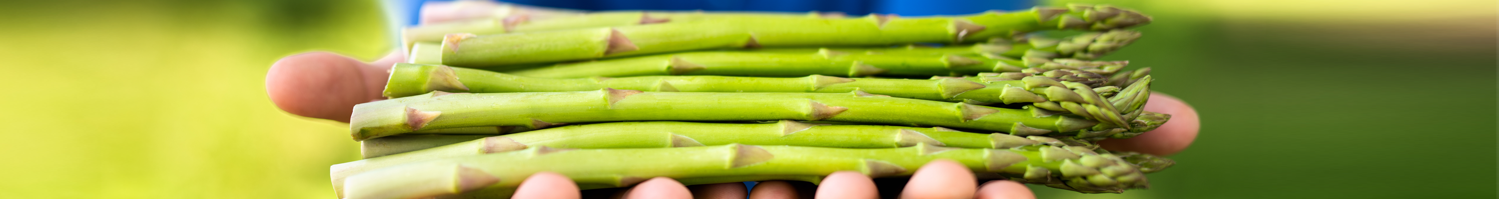 Ayco Asparagus